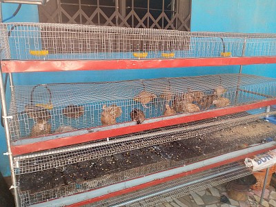 Élevage de cailles comme AGR.